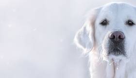 White golden retriever facing the camera outdoors, with frost on its whiskers against a soft, snowy background.