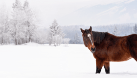 A brown horse standing in a snowy field with frost-covered trees and mountains in the background.