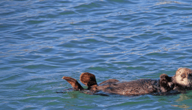 Southern sea otter floating on its back in clear blue ocean water, looking toward the camera.