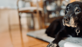 A senior black Labrador Retriever rests on a cushion indoors, looking gently toward the camera with a graying muzzle.
