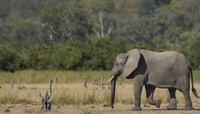 An adult African elephant and calf walking together in a wild landscape — illustrating the elephant health and conservation work supported by Morris Animal Foundation.
