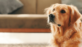 A golden retriever sits attentively on a living room floor, looking upward in soft natural light.