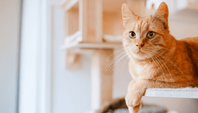 An orange tabby cat rests on a cat shelf and looks directly at the camera