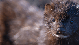 Close-up portrait of an American mink, the species featured in Morris Animal Foundation Veterinary Student Scholar Isabel Piccinini's research on environmental stress and population health