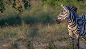 zebra in a green field looking off into the distance