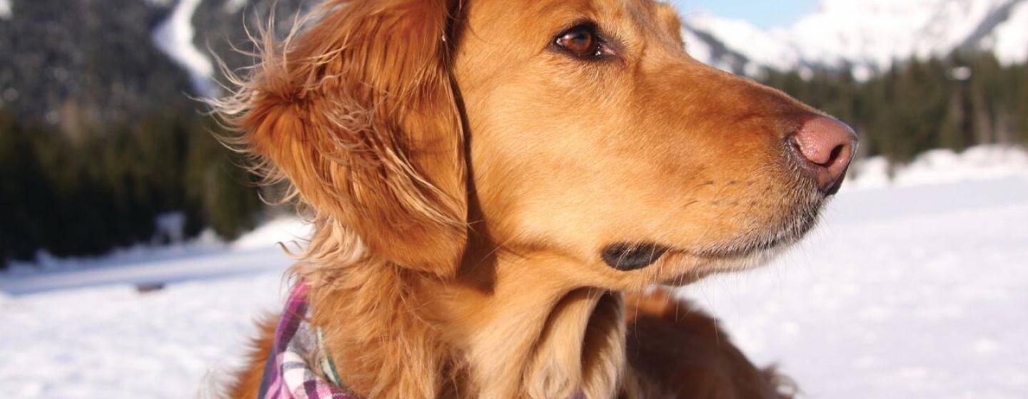 Golden Retriever_Kaia Hero 1505