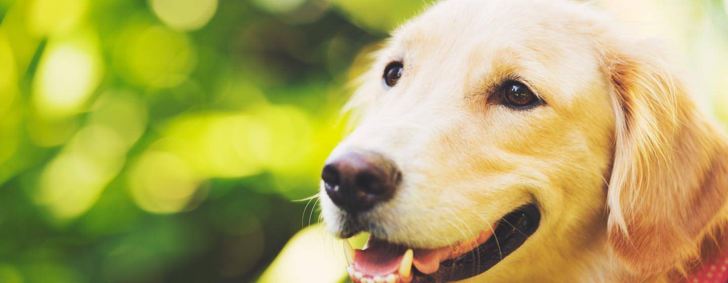 Golden retriever facing left