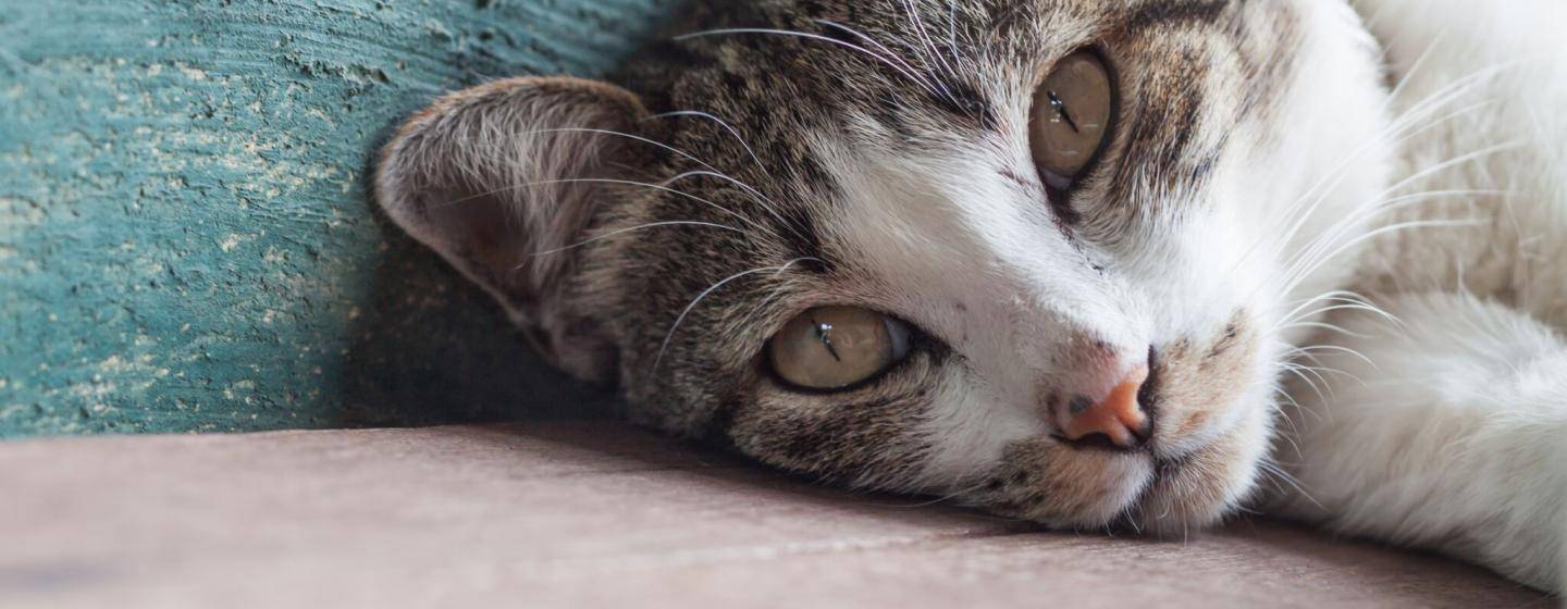 Cat lounging against blue wall