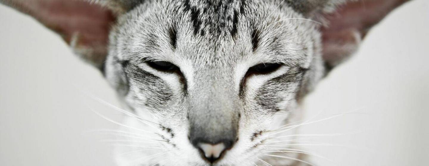 Cat with gray triangle ears