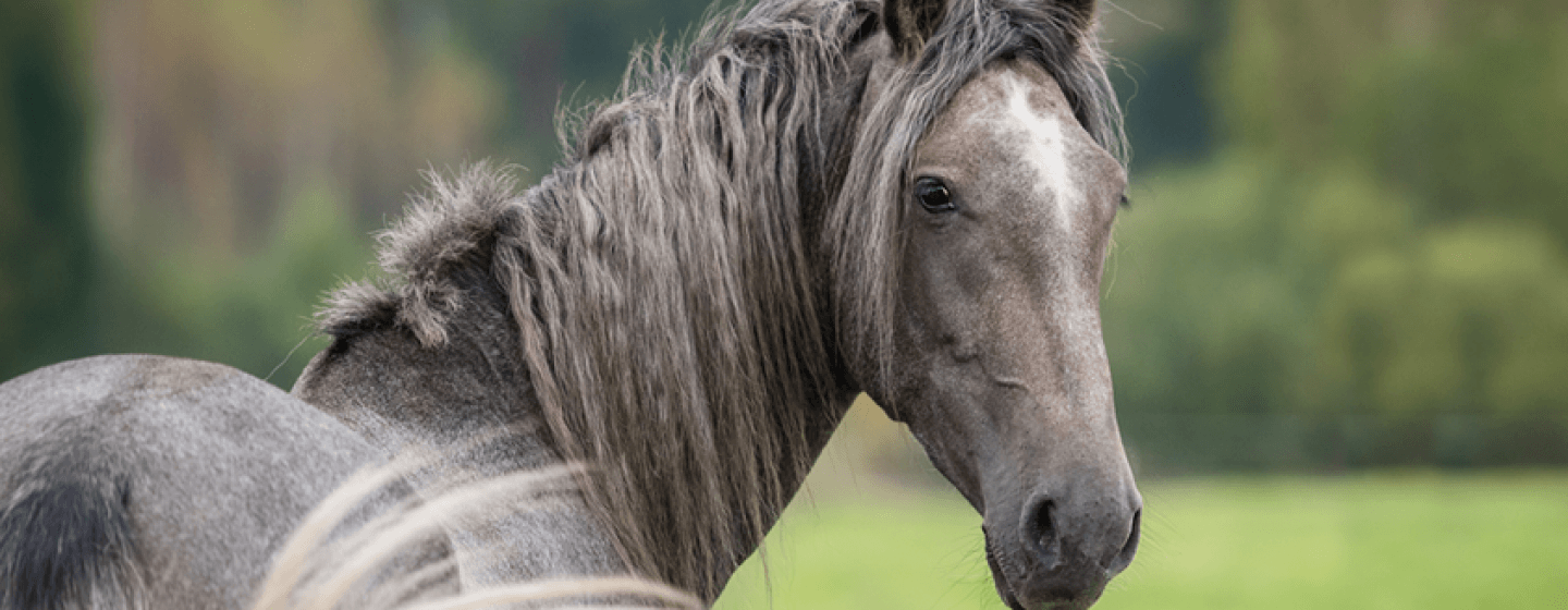 Gray horse looking over right shoulder