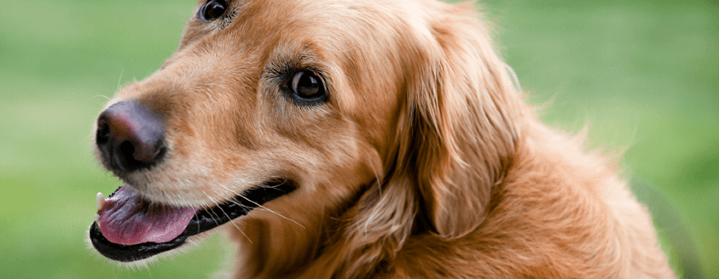 Golden Retriever Lifetime Study