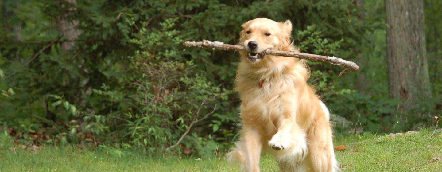 Golden Retriever, Hero #1038