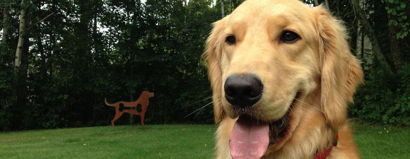 Golden Retriever, Hero #1226