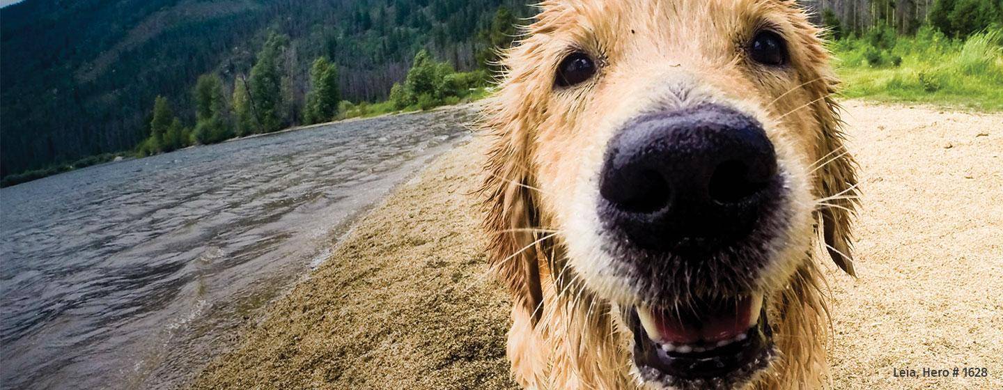 Golden Retriever