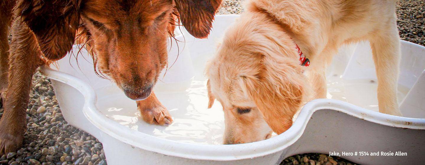 Golden Retrievers