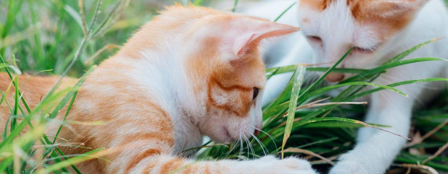Cats