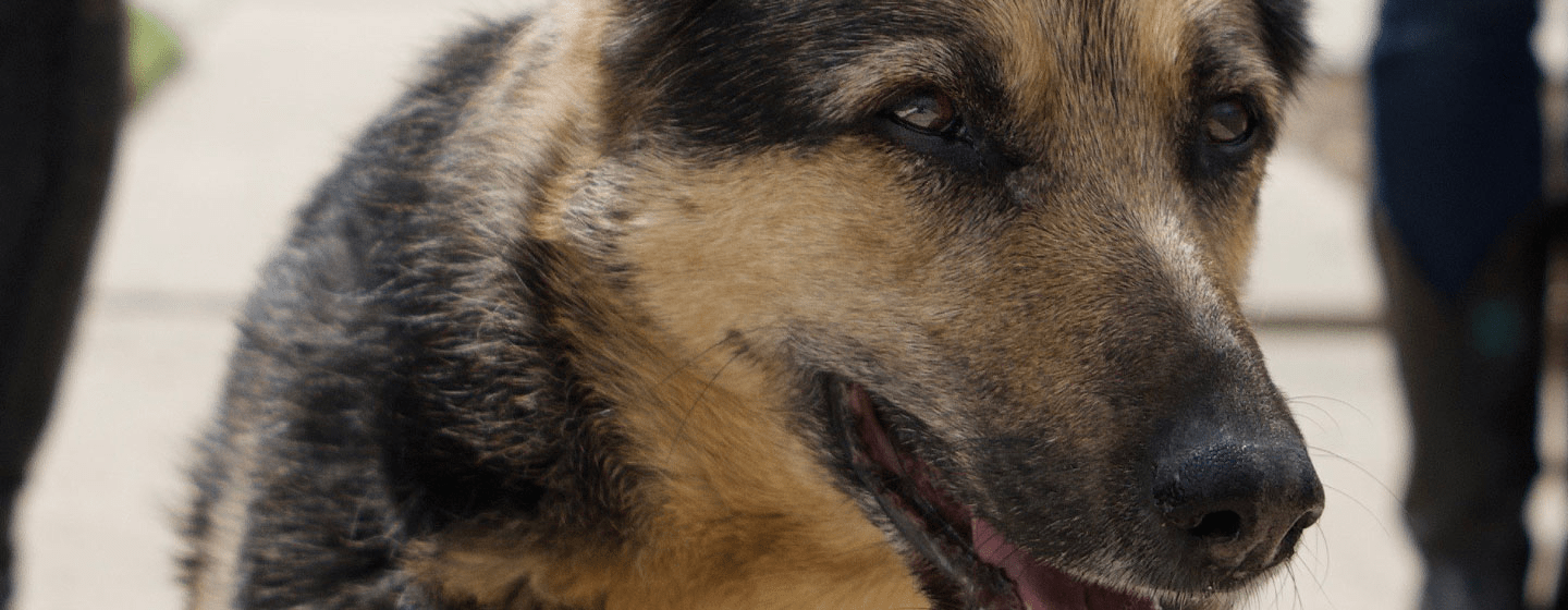 Home Morris Animal Foundation