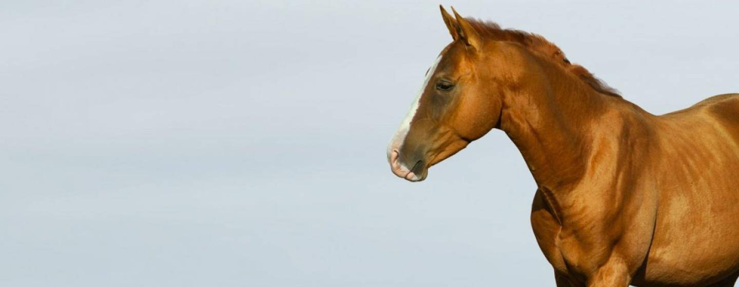 Home Morris Animal Foundation