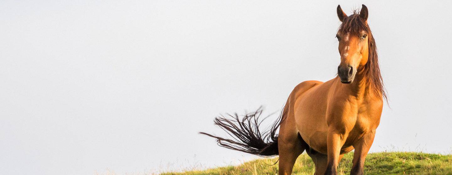 Home Morris Animal Foundation