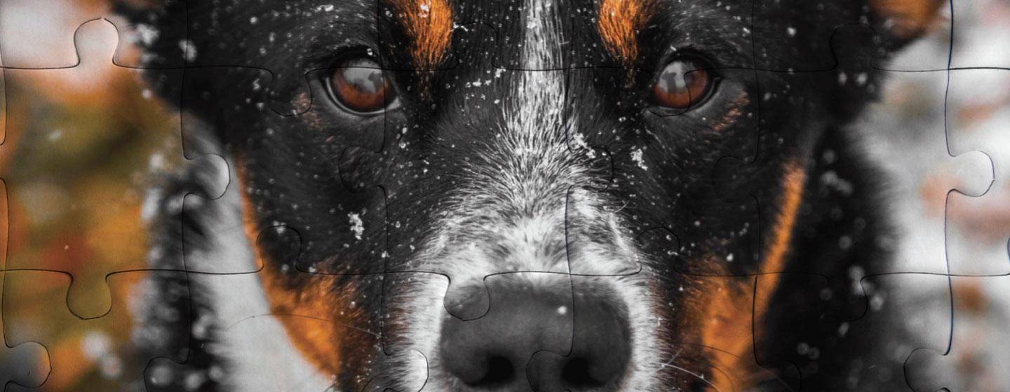 Dog in the snow puzzle