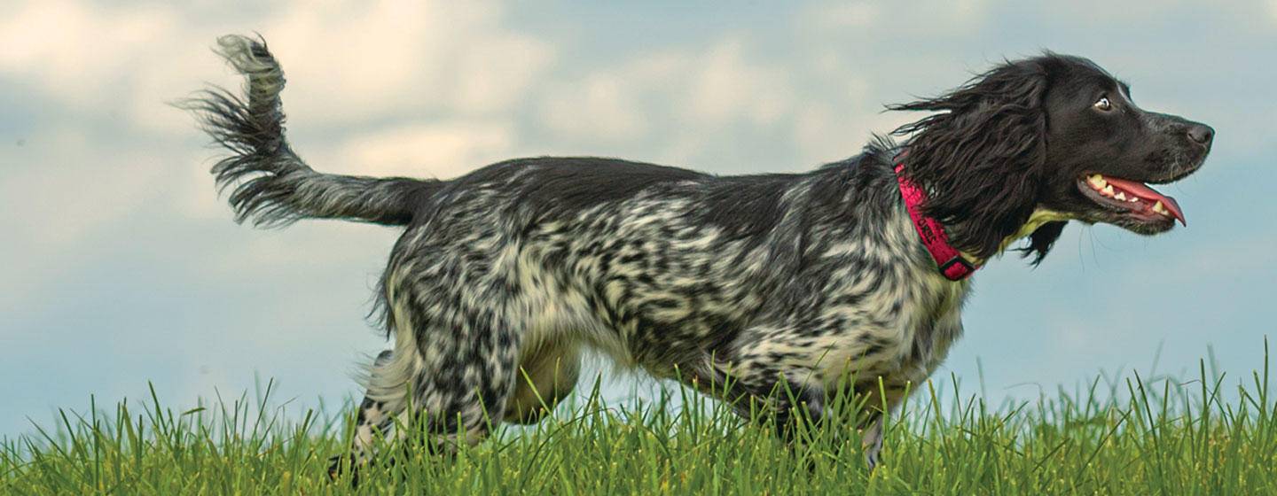 Dog looking forward