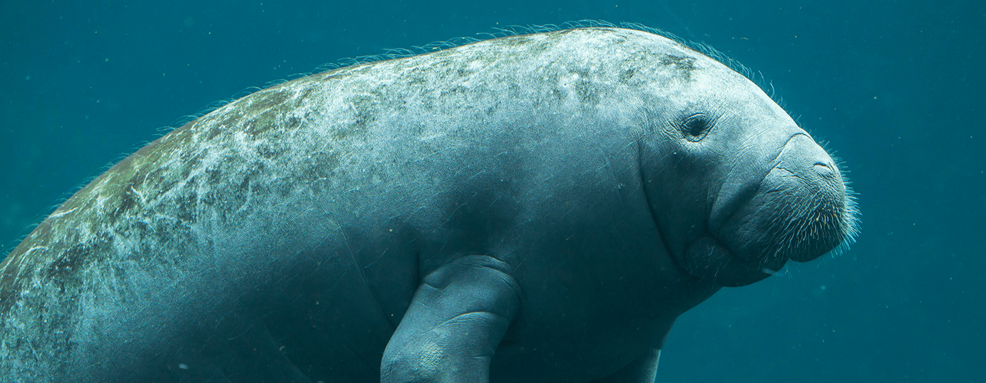 manatee 