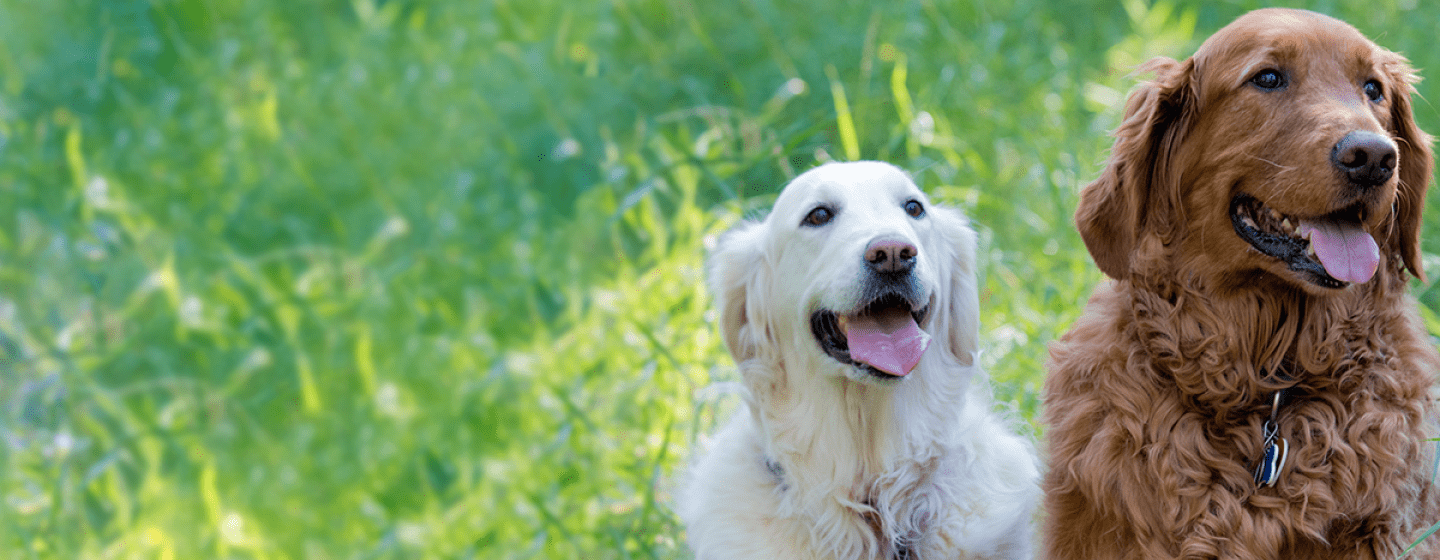 goldens