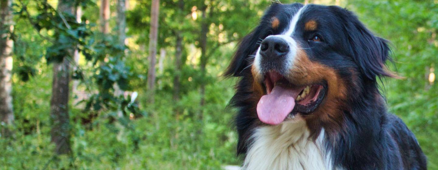 Bernese mountain dog
