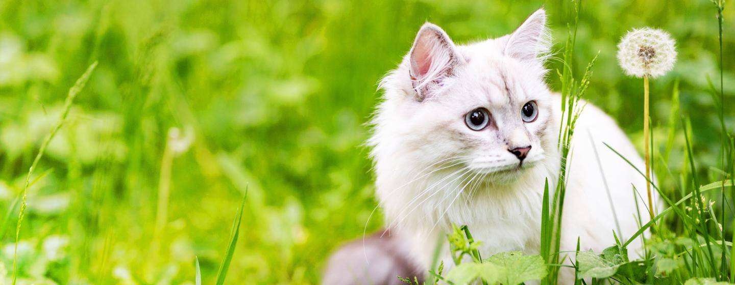 cat