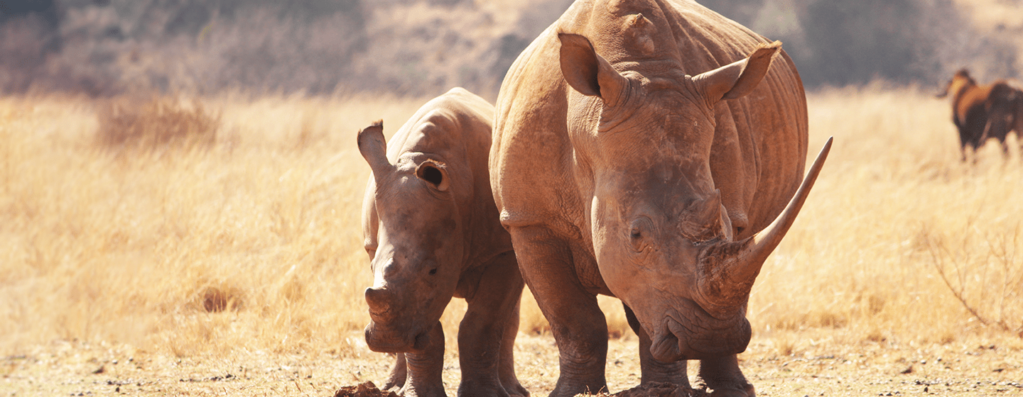 rhino
