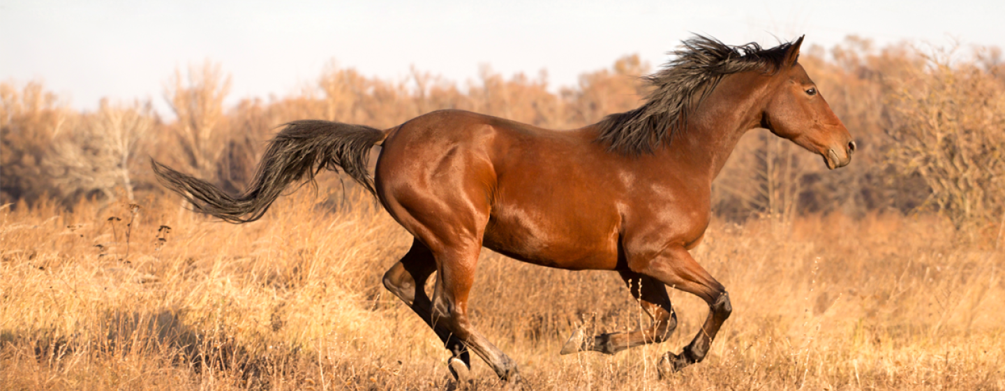 Horse Running
