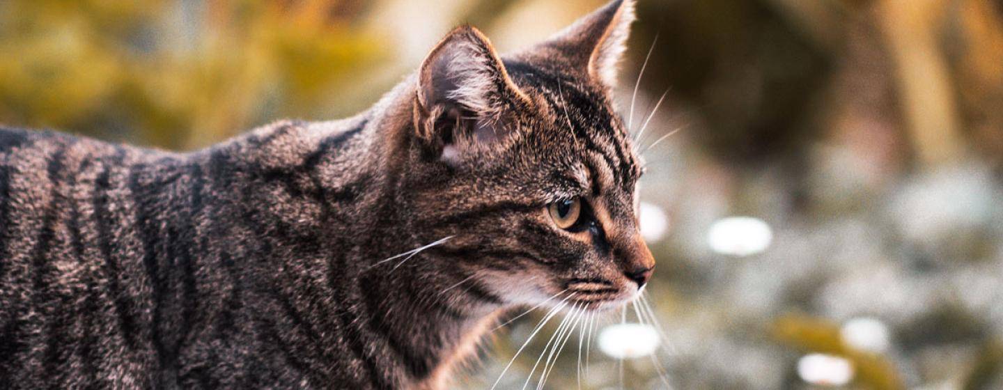 tabby cat