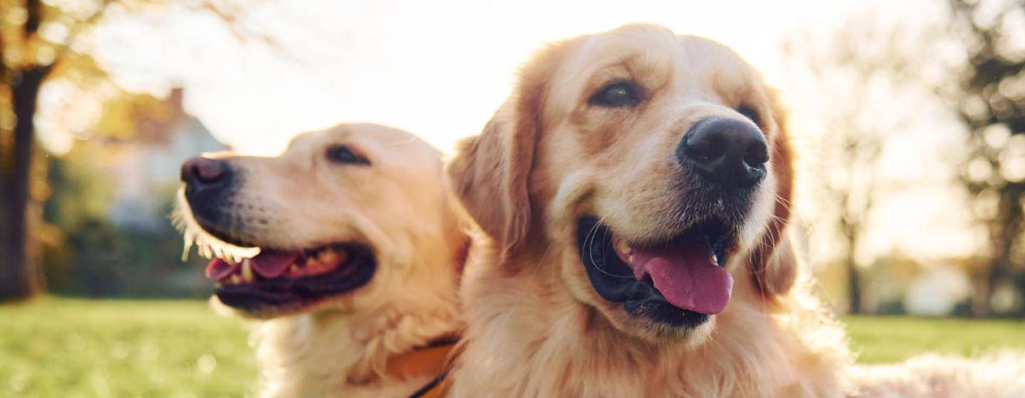 golden retrievers