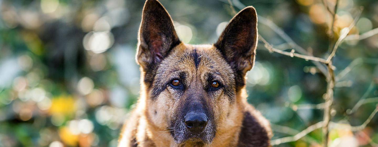 German shepherd
