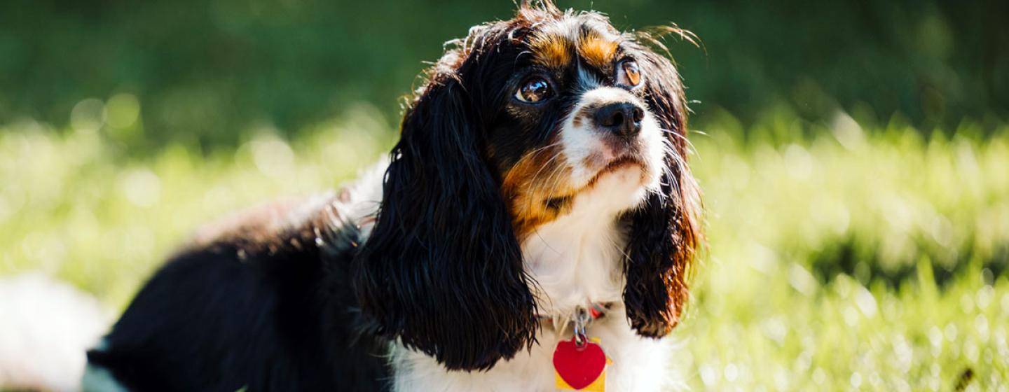 spaniel mix