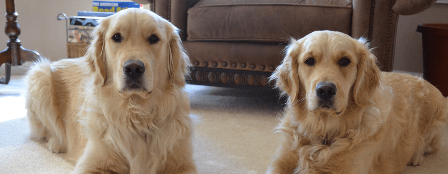 Two Golden Retrievers from the Golden Retriever Lifetime Study lying side by side indoors, representing Hero Dogs Neo (#560) and Zoe (#561), who are helping advance cancer research.