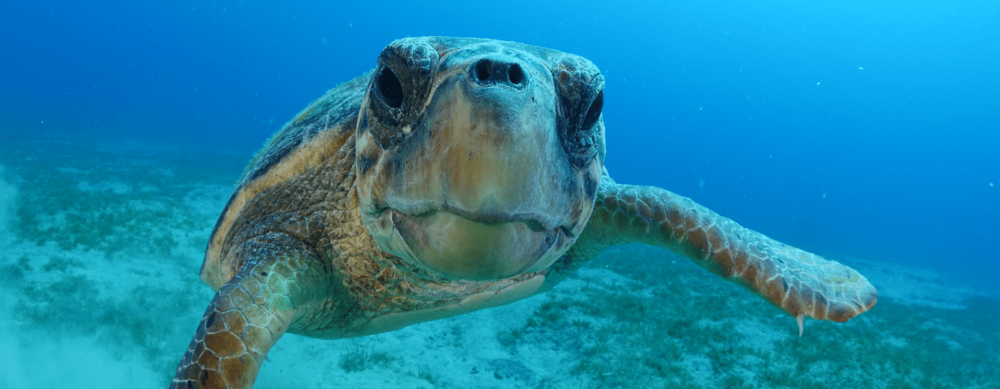 Close-up underwater photo of a sea turtle, representing endangered marine wildlife at risk from emerging diseases and habitat threats.