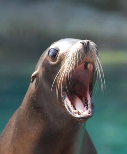 Sea Lion, Unite to Fight Animal Cancer