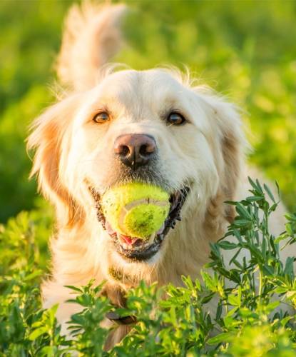 Golden Retriever