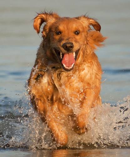 Golden Retriever