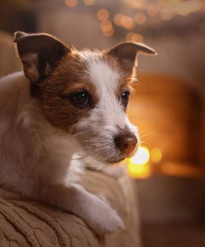 Dog