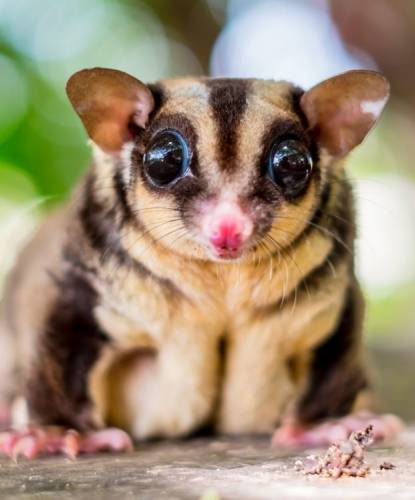 Sugar Glider