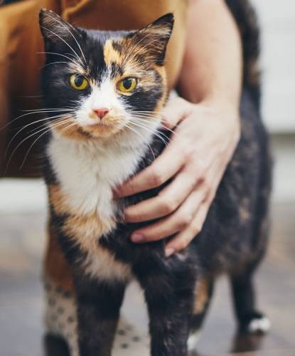 cat
