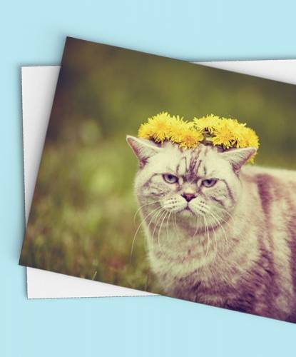 Cat Card