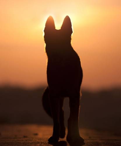 Dog