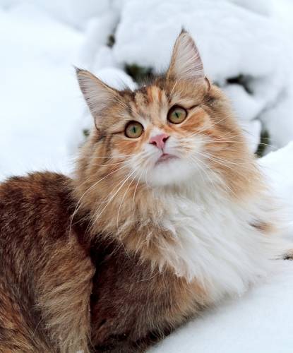 Cat in the Snow