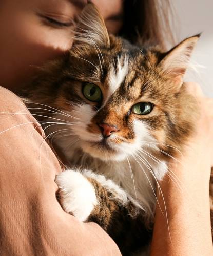 Cat with Owner