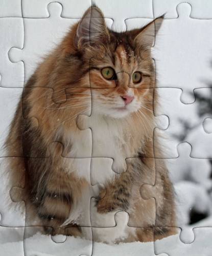 Cat in the snow