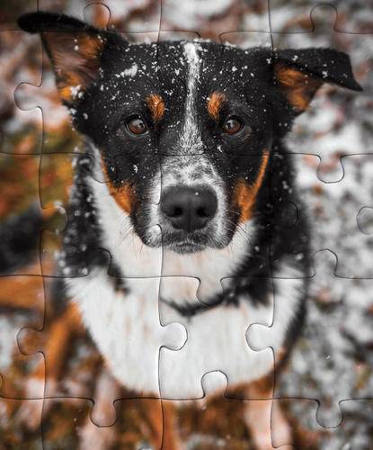 Dog in the snow