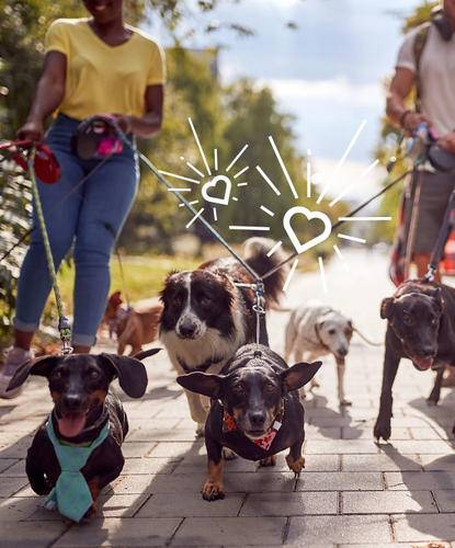 Dog Walk